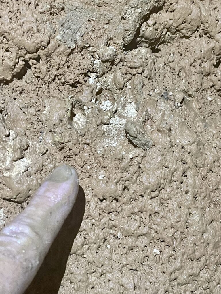 Ancient wild cat tracks