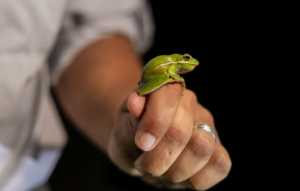 Species identified around Natural Bridge Caverns suggest Hill Country protections needed