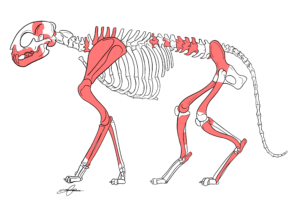 Cavern Cat Update!