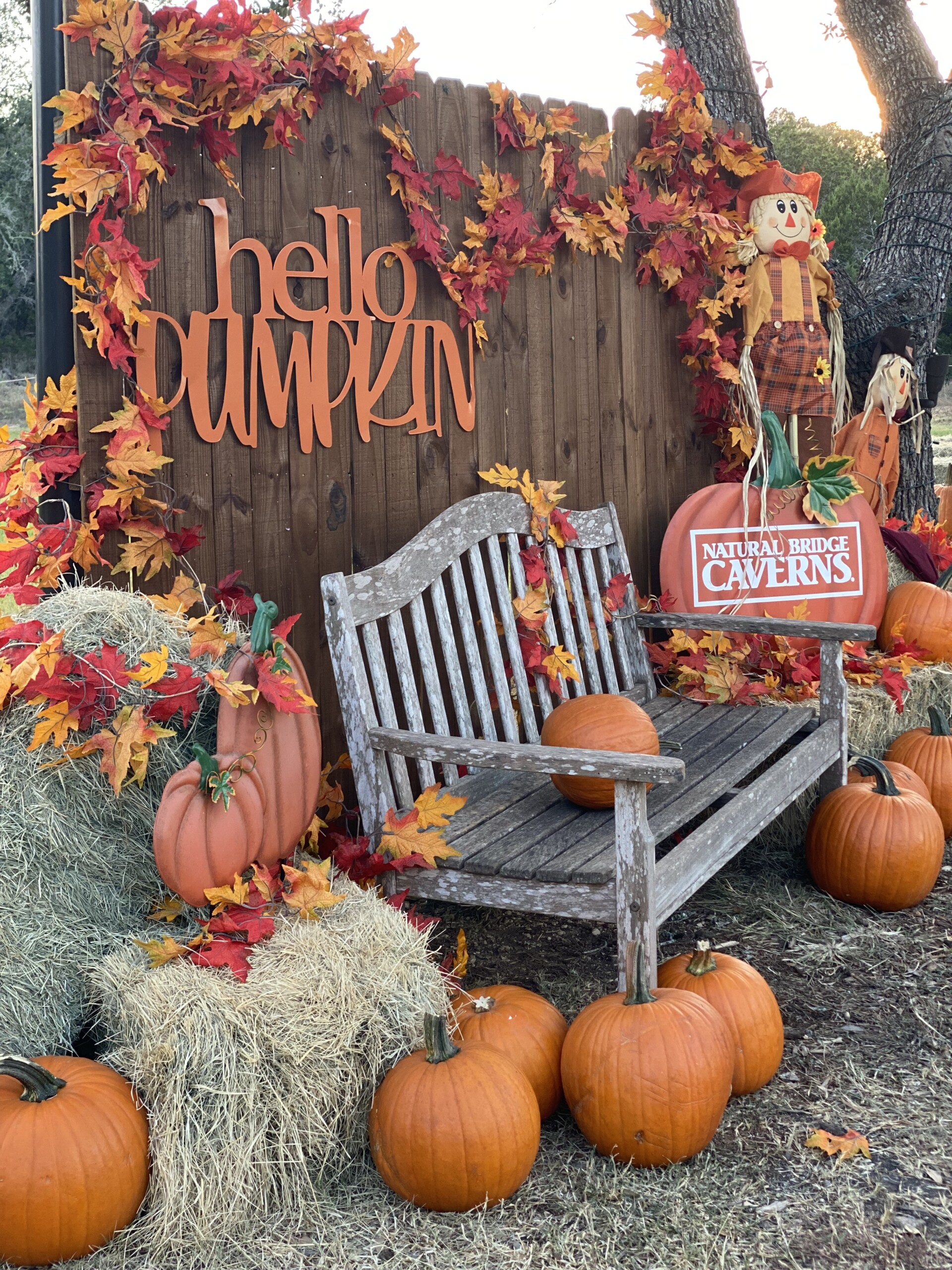 Opening Weekend of Cavern Bat Fest to Support Kerr County Flood Relief